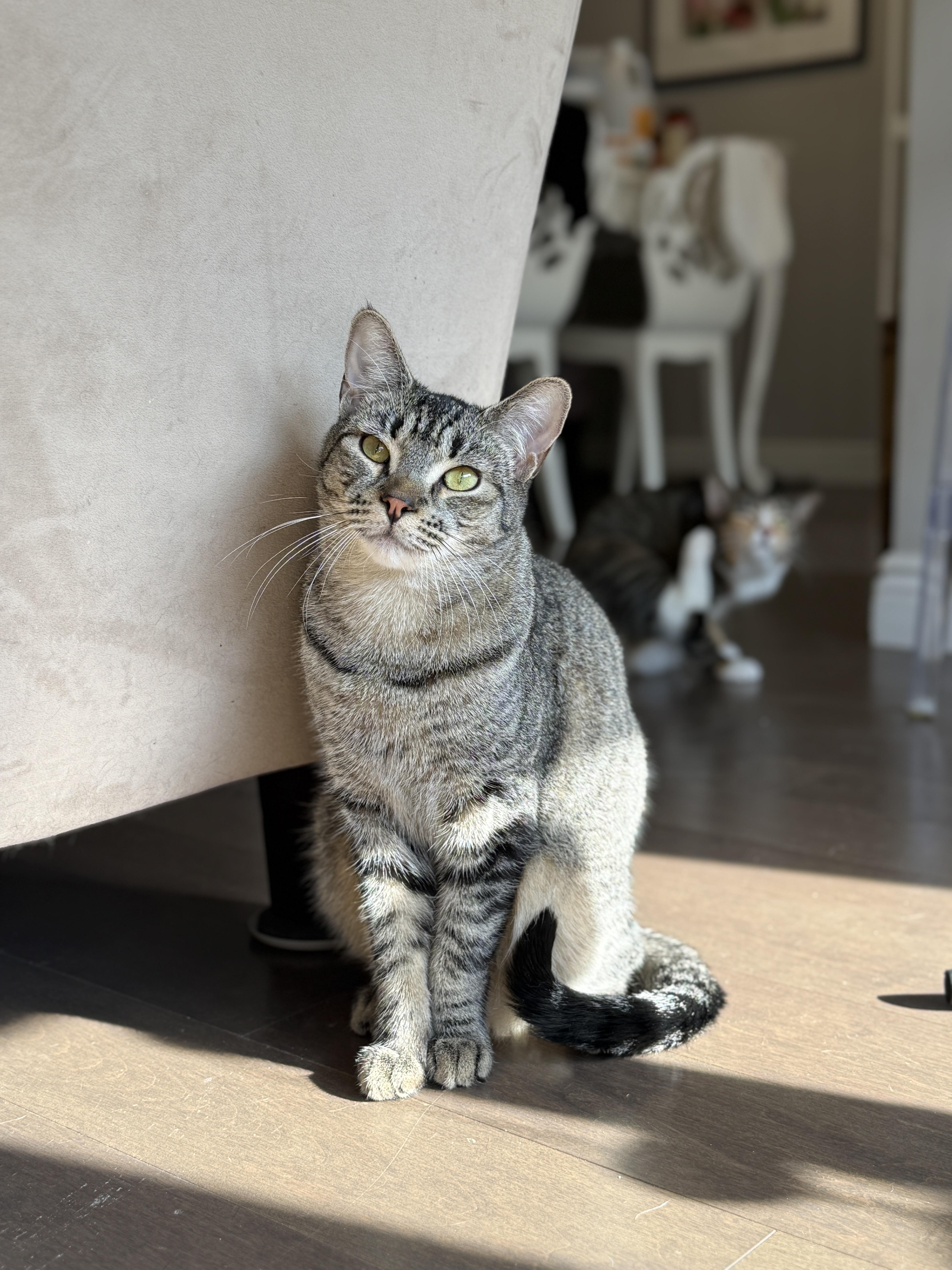 A young medium-sized male Tabby (Brown / Chocolate) Domestic Short Hair cat named Balsam for adoption in New York, NY