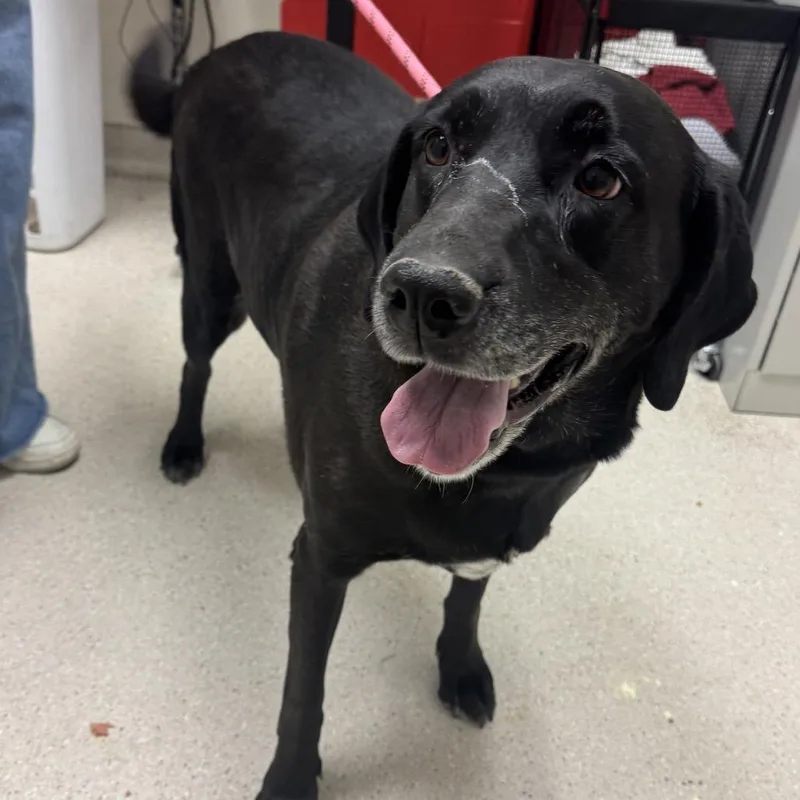 An adult extra large-sized female Black Labrador Retriever dog named Lina for adoption in Murray, UT