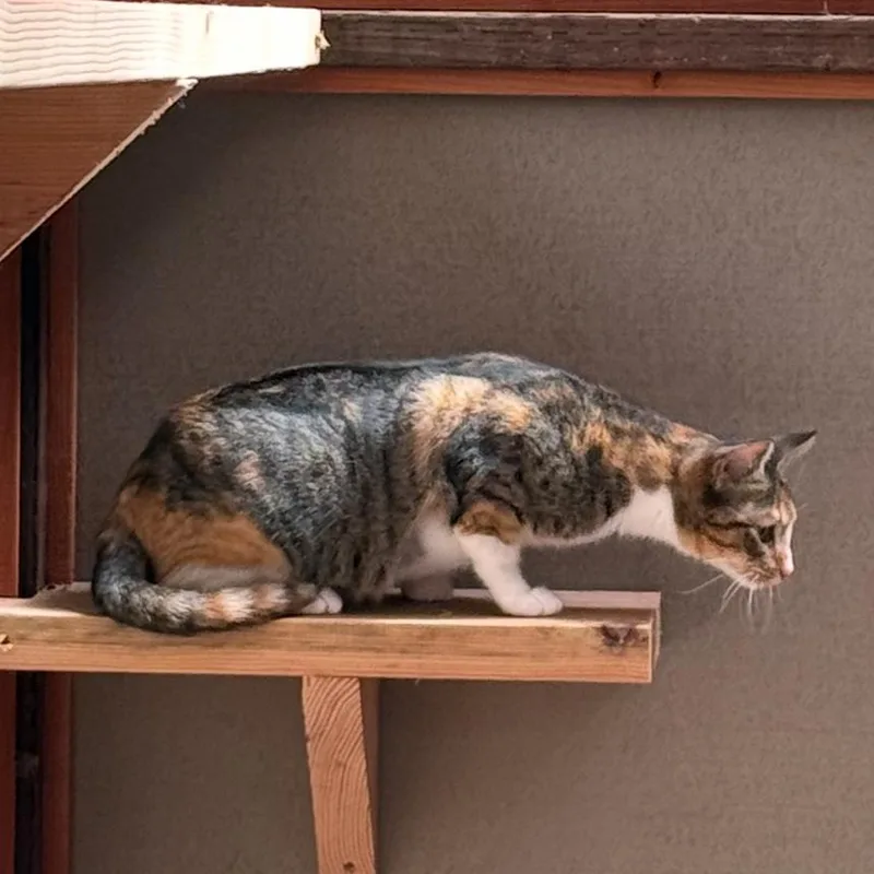 A young large-sized female Torbie Domestic Short Hair cat named Sugar for adoption in Point Richmond, CA
