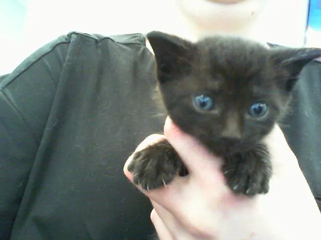 A baby small-sized male Domestic Short Hair cat named Cosmo for adoption in Charlotte, NC