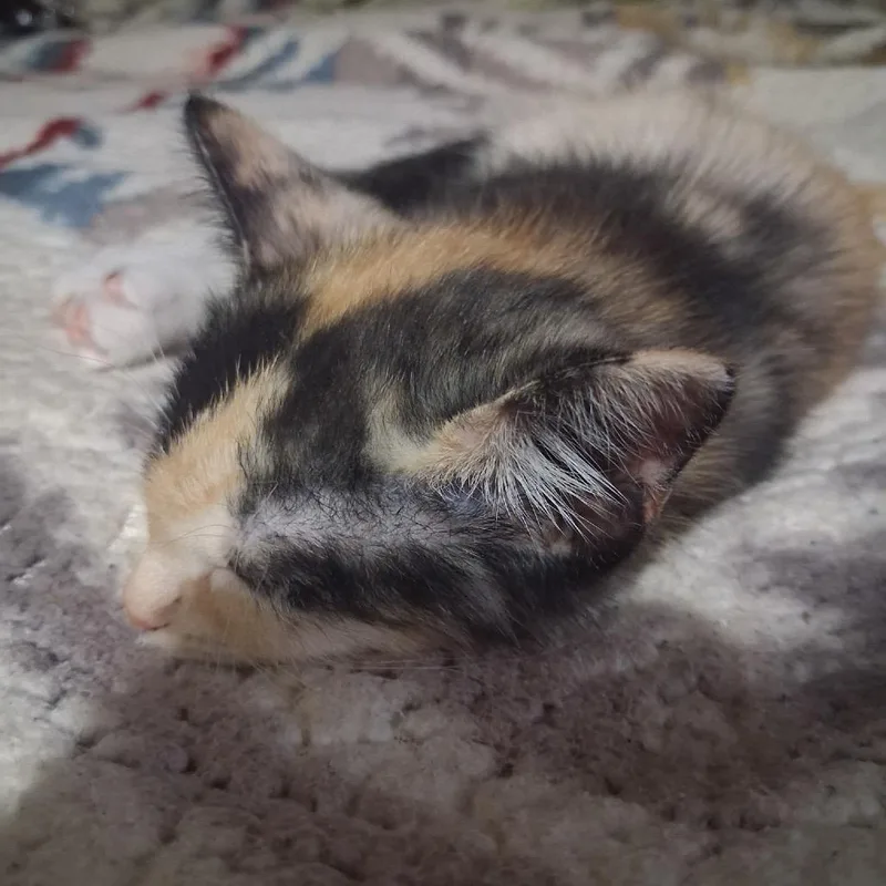 A baby small-sized female Calico Domestic Short Hair cat named Cali for adoption in Ferndale, WA