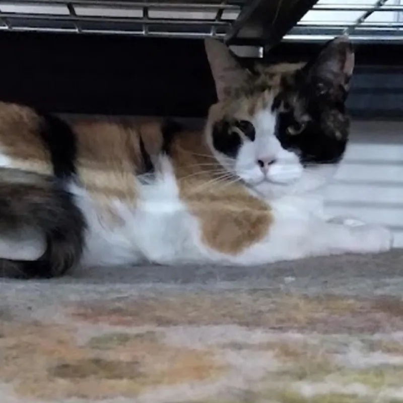 An adult medium-sized female Calico Domestic Short Hair cat named Crystal for adoption in Blackfoot, ID