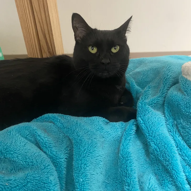 An adult medium-sized female Black Domestic Short Hair cat named Freedom for adoption in Pickerington, OH