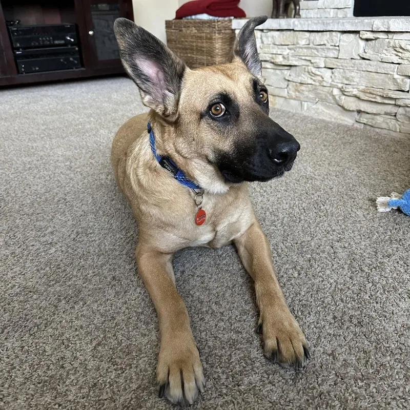 An adult large-sized male Yellow / Tan / Blond / Fawn Shepherd dog named Duke for adoption in San Diego, CA