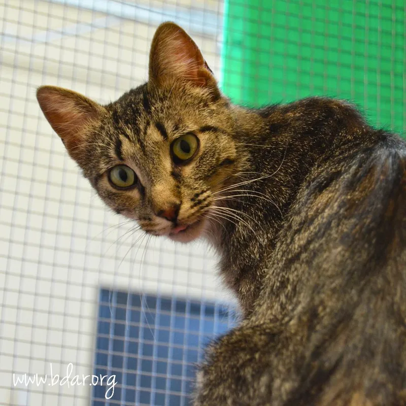 An adult medium-sized female Brown / Chocolate Domestic Short Hair cat named Jane for adoption in Cheyenne, WY