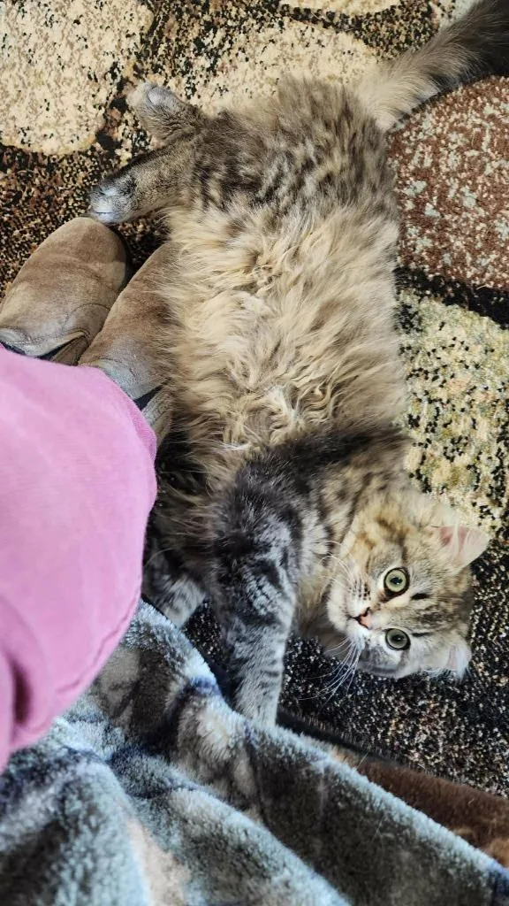 A baby medium-sized male Domestic Medium Hair cat named Rocky Fka Gracee for adoption in Cloquet, MN