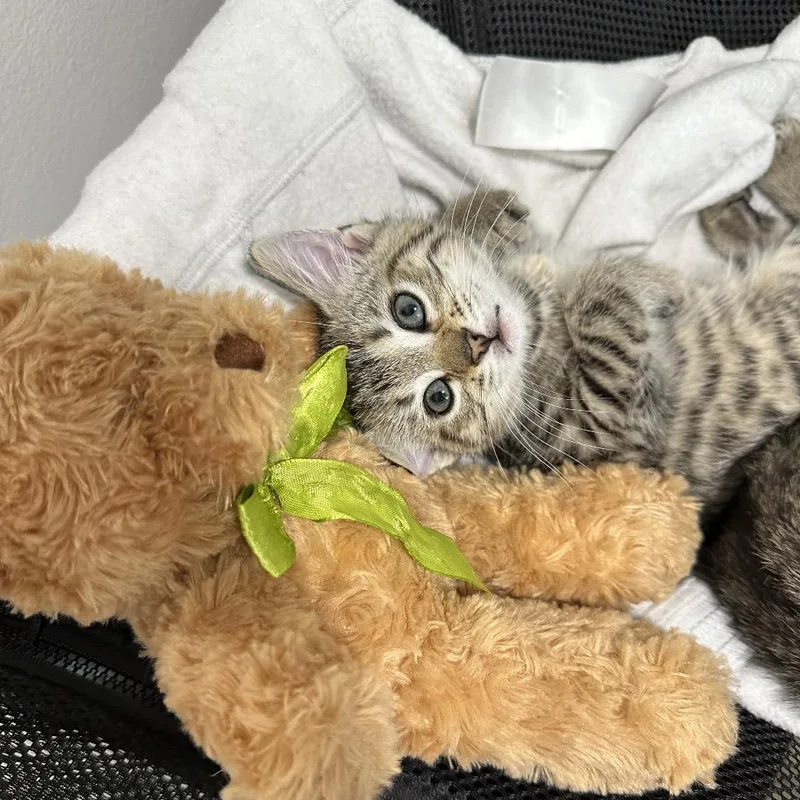 A baby small-sized female Gray / Blue / Silver Domestic Short Hair cat named Blossom for adoption in Oakton, VA