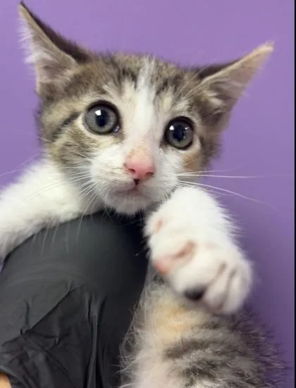 A baby small-sized female White Domestic Short Hair cat named 61112328 for adoption in El Paso, TX