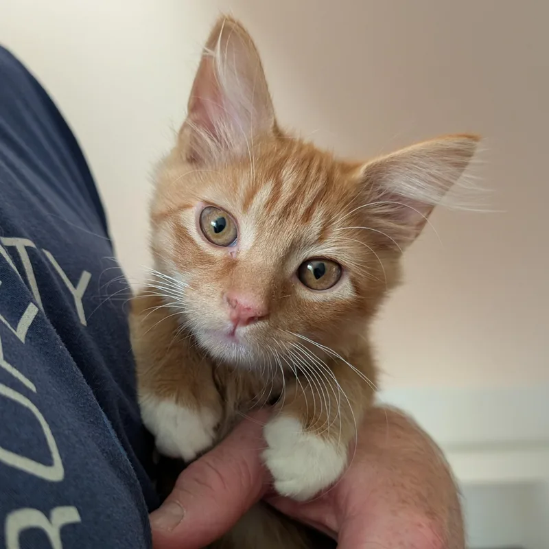 A baby small-sized male Domestic Medium Hair cat named Charmander for adoption in Richmond, VA