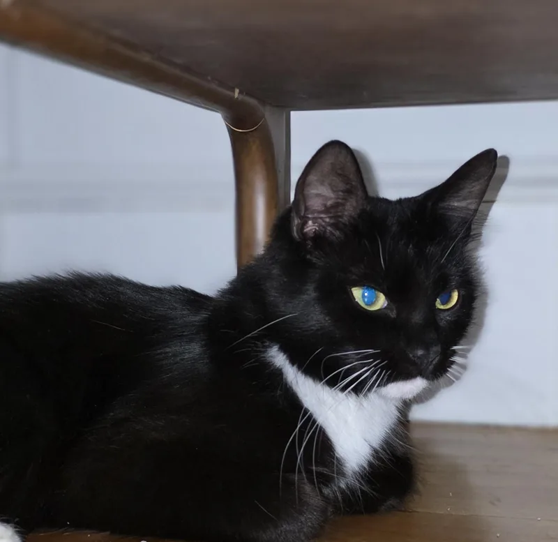 A young medium-sized female Black & White / Tuxedo Domestic Short Hair cat named Everly for adoption in Worcester, MA