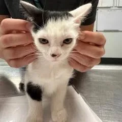 A baby small-sized female Black Domestic Short Hair cat named Fresca for adoption in Durango, CO
