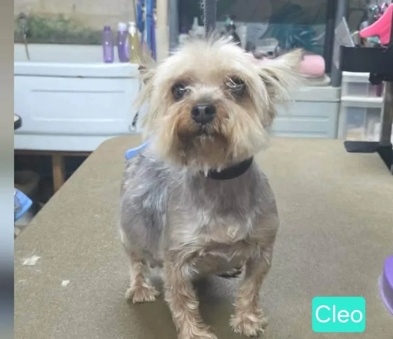 Cleo