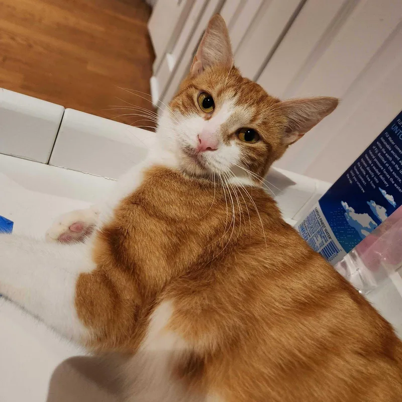 A young medium-sized female Orange & White Domestic Short Hair cat named Warwick for adoption in Brooklyn, NY