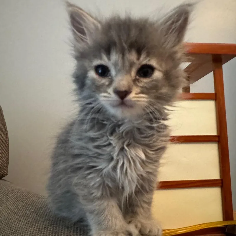 A baby small-sized female Gray / Blue / Silver Domestic Long Hair cat named Jolene for adoption in La Grange, KY