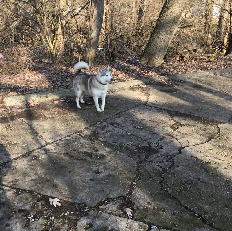 An adult large-sized female Gray / Blue / Silver Siberian Husky dog named Princess Heidi for adoption in New Carlisle, OH
