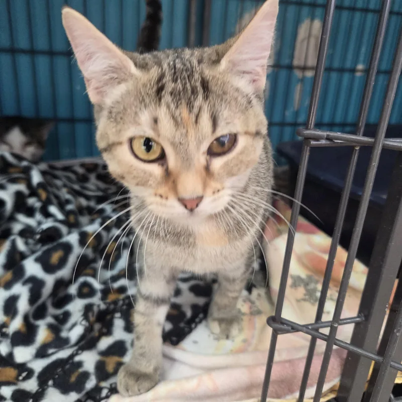 A baby small-sized female Tabby (Brown / Chocolate) Domestic Short Hair cat named Targe for adoption in Brookings, SD
