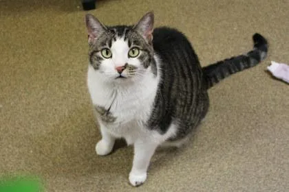 A senior medium-sized female Domestic Short Hair cat named Merriweather for adoption in Kansas City, MO