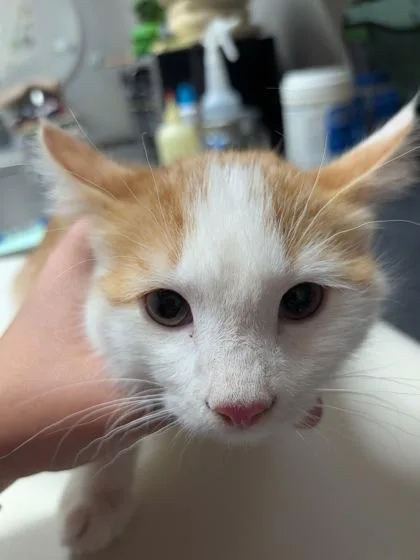 A young small-sized female Domestic Short Hair cat named Karen for adoption in Missoula, MT