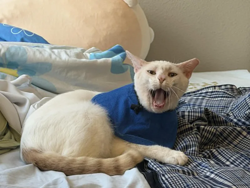 A young large-sized male White Siamese cat named Samson  Mr. Happy for adoption in San Jose, CA