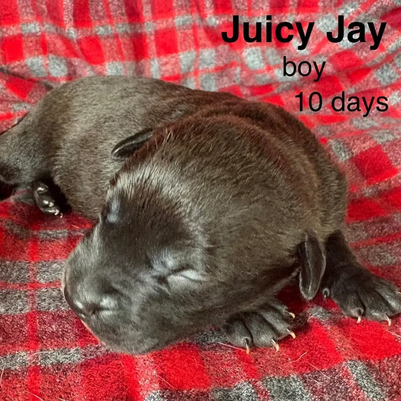 A baby small-sized male Black Mixed Breed dog named Juicy Jay for adoption in Volcano, HI