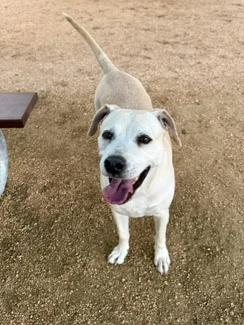A senior large-sized female Yellow / Tan / Blond / Fawn Labrador Retriever dog named Bailey for adoption in Comfort, TX