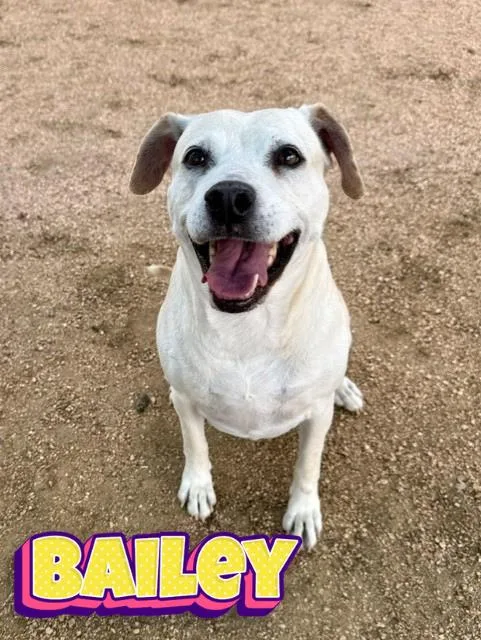 Bailey thumbnail 2
