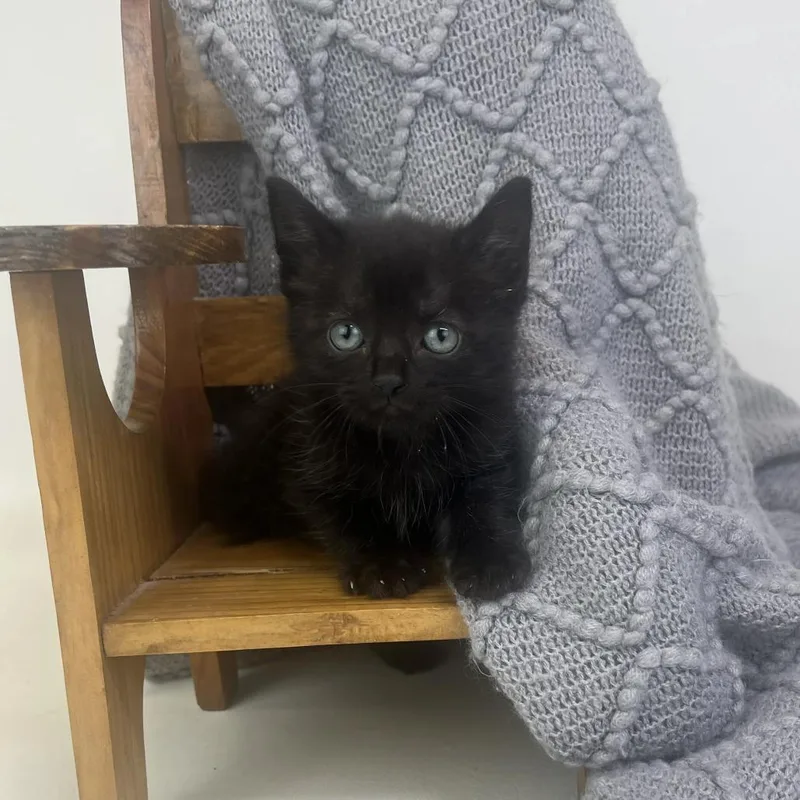 A baby small-sized male Black Domestic Short Hair cat named FrankieC for adoption in East Saint Louis, IL