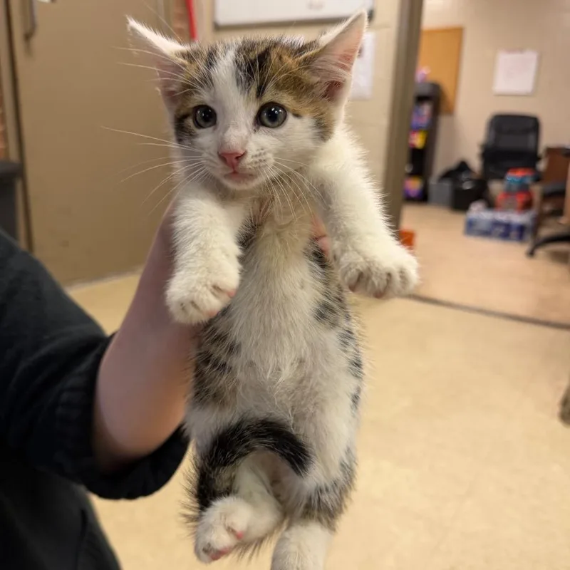 A baby small-sized male Brown / Chocolate Domestic Short Hair cat named Liam for adoption in Birmingham, AL