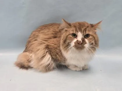 An adult small-sized male Domestic Long Hair cat named Stitch for adoption in Coon Rapids, MN