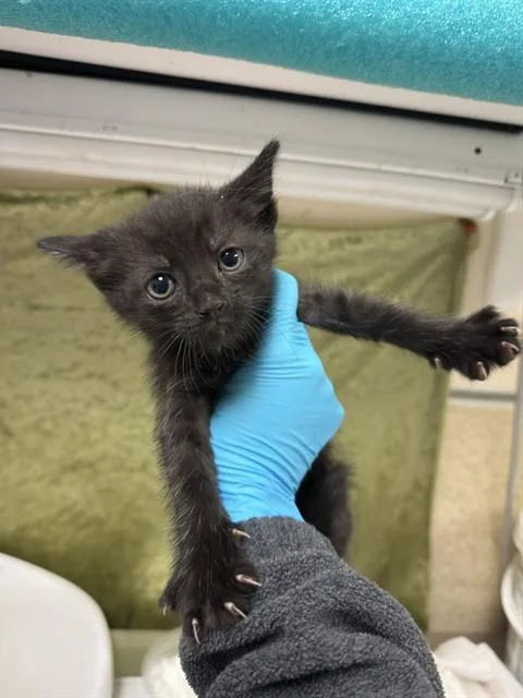 A baby small-sized male Domestic Short Hair cat named Leo for adoption in Riverside, CA