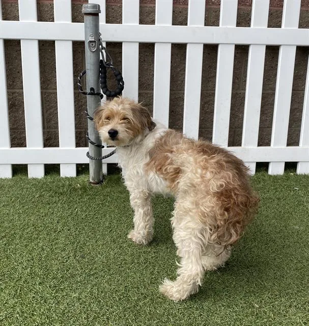A young medium-sized male Poodle dog named Polnareff for adoption in Modesto, CA