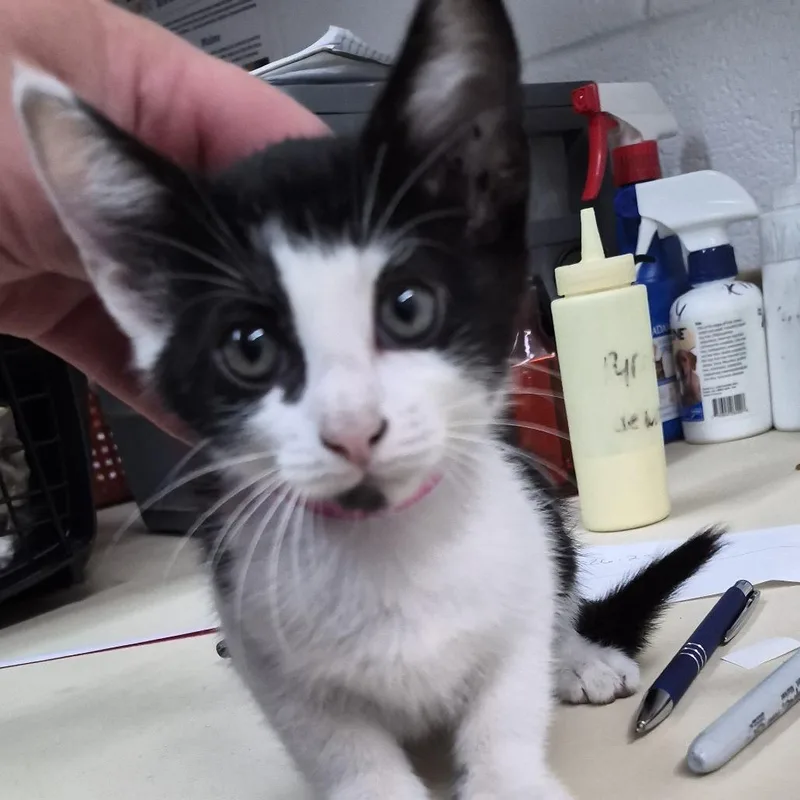 A baby small-sized female Black Domestic Short Hair cat named Tang for adoption in Ardmore, OK