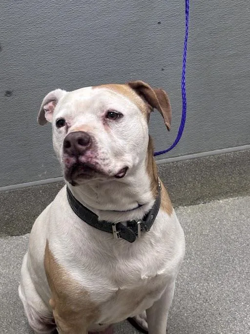An adult large-sized male Pit Bull Terrier dog named Marbles for adoption in Las Vegas, NV