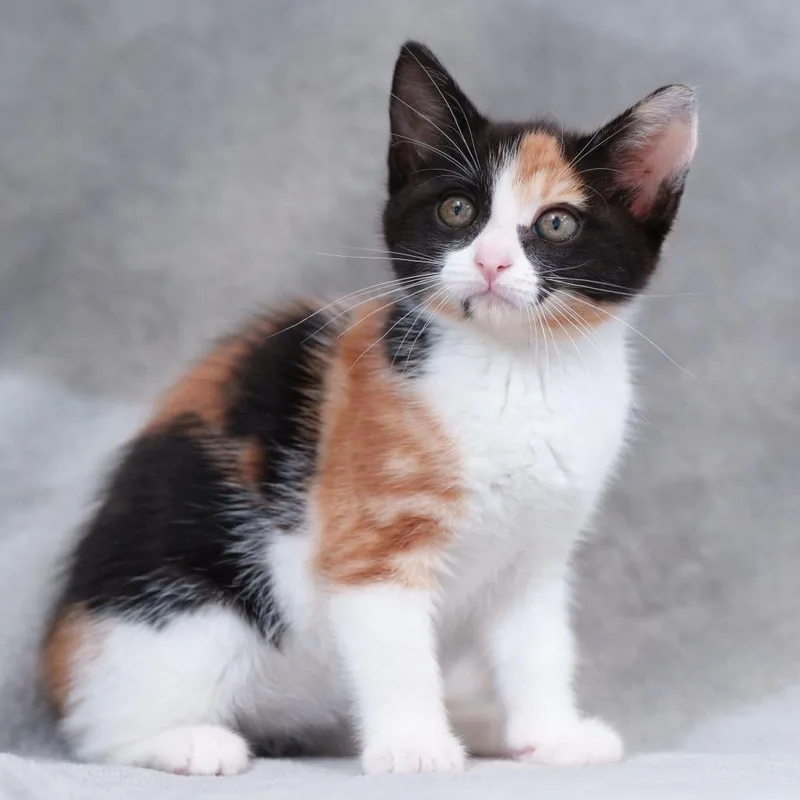 A baby small-sized female Calico Domestic Short Hair cat named Cholula for adoption in Sunnyvale, CA