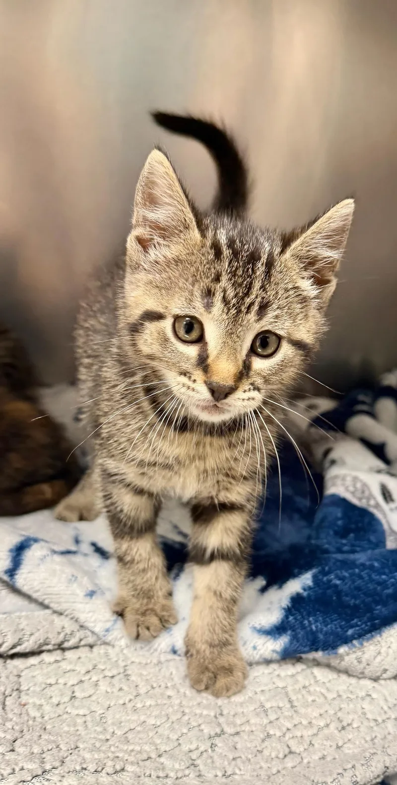 A baby medium-sized male Tabby (Brown / Chocolate) Domestic Short Hair cat named Craig for adoption in Ypsilanti, MI