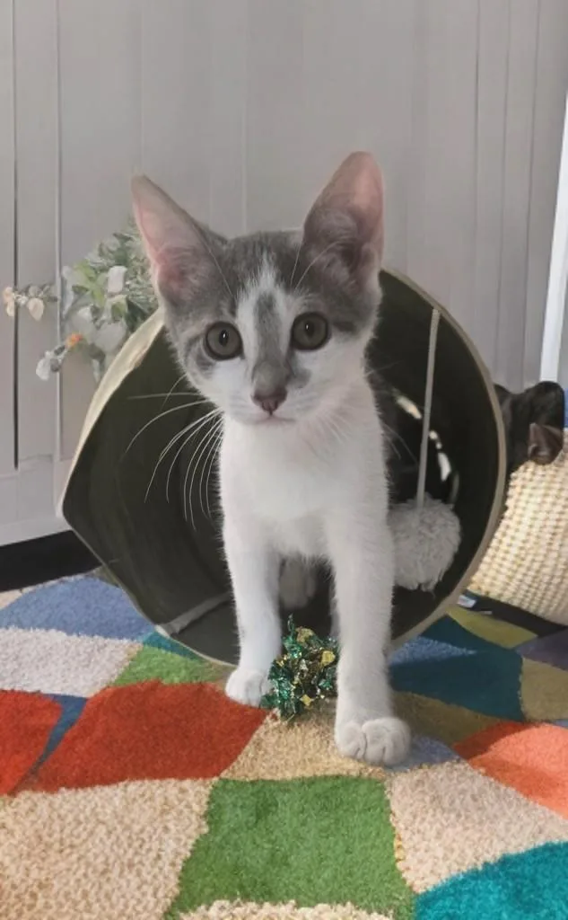 A baby medium-sized female Gray & White Domestic Short Hair cat named Baby Cakes for adoption in Houston, TX