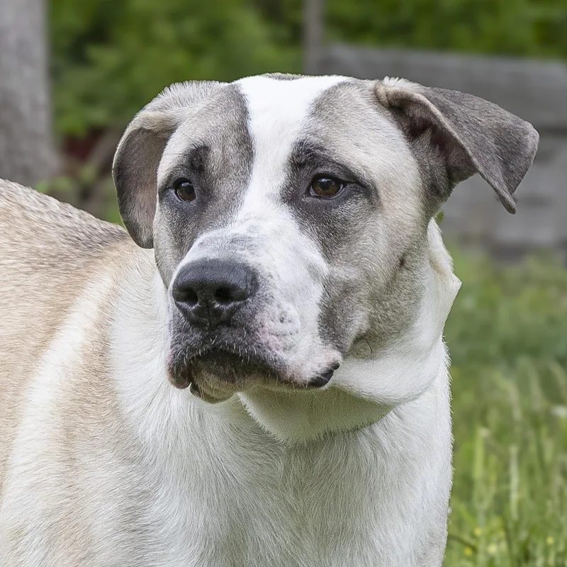 A young large-sized male White / Cream Bull Terrier dog named Theodore for adoption in Stroudsburg, PA