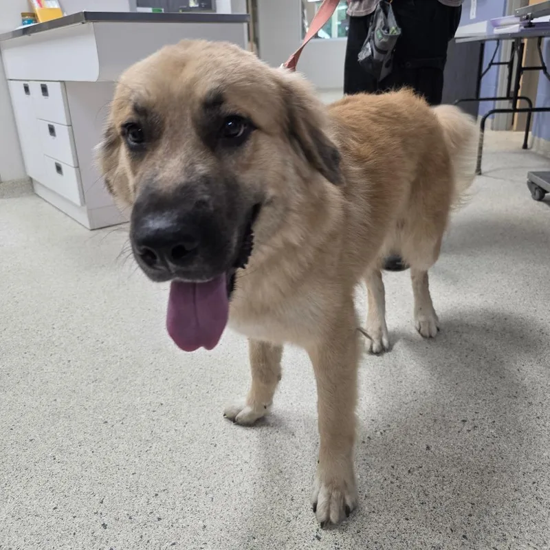 An adult large-sized male Yellow / Tan / Blond / Fawn Mixed Breed dog named Vince for adoption in Jacksonville, FL