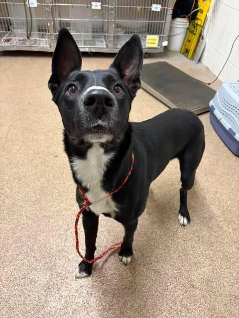An adult medium-sized male Black Belgian Shepherd / Malinois dog named Maximus Prime for adoption in Fruit Heights, UT