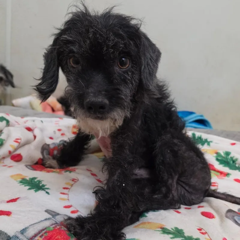 An adult small-sized male Black Poodle dog named Hayden  Chino Hills for adoption in Chino Hills, CA