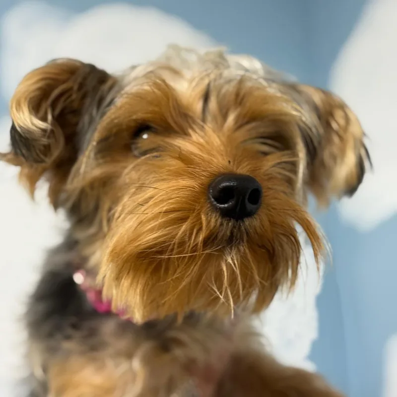A young small-sized female Yorkshire Terrier dog named MONTStray for adoption in Perkiomenville, PA
