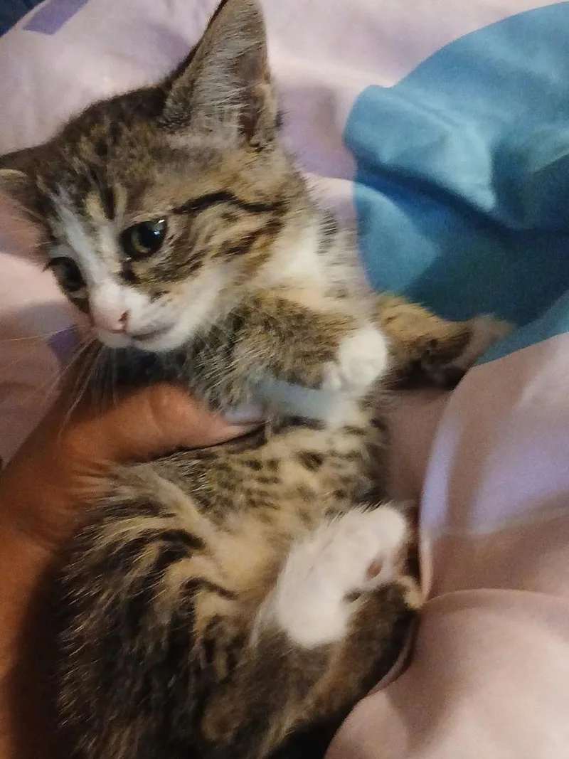 Dinah