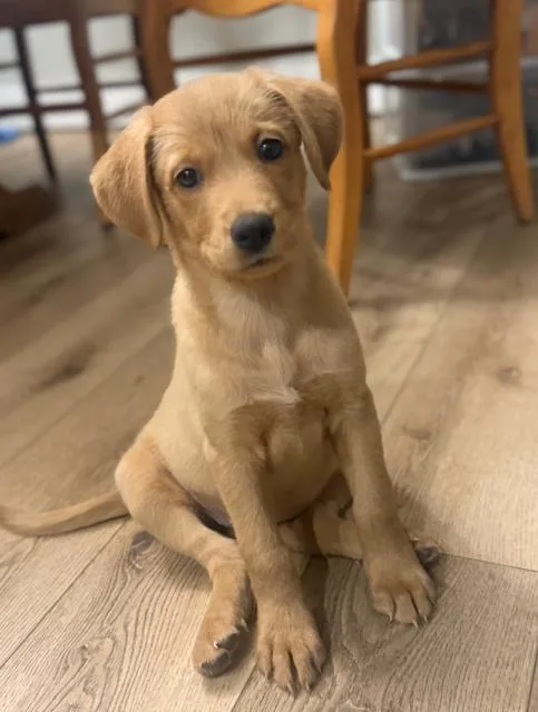 A baby medium-sized female Labrador Retriever dog named Lupine for adoption in Midway, UT