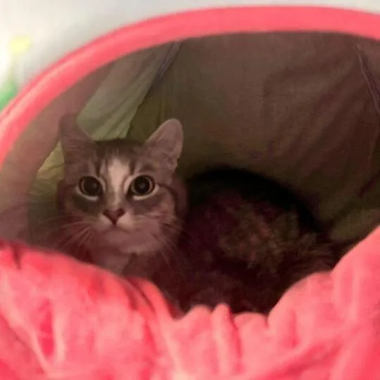 An adult medium-sized female Gray / Blue / Silver Domestic Short Hair cat named Ricky Bobby for adoption in Davenport, IA