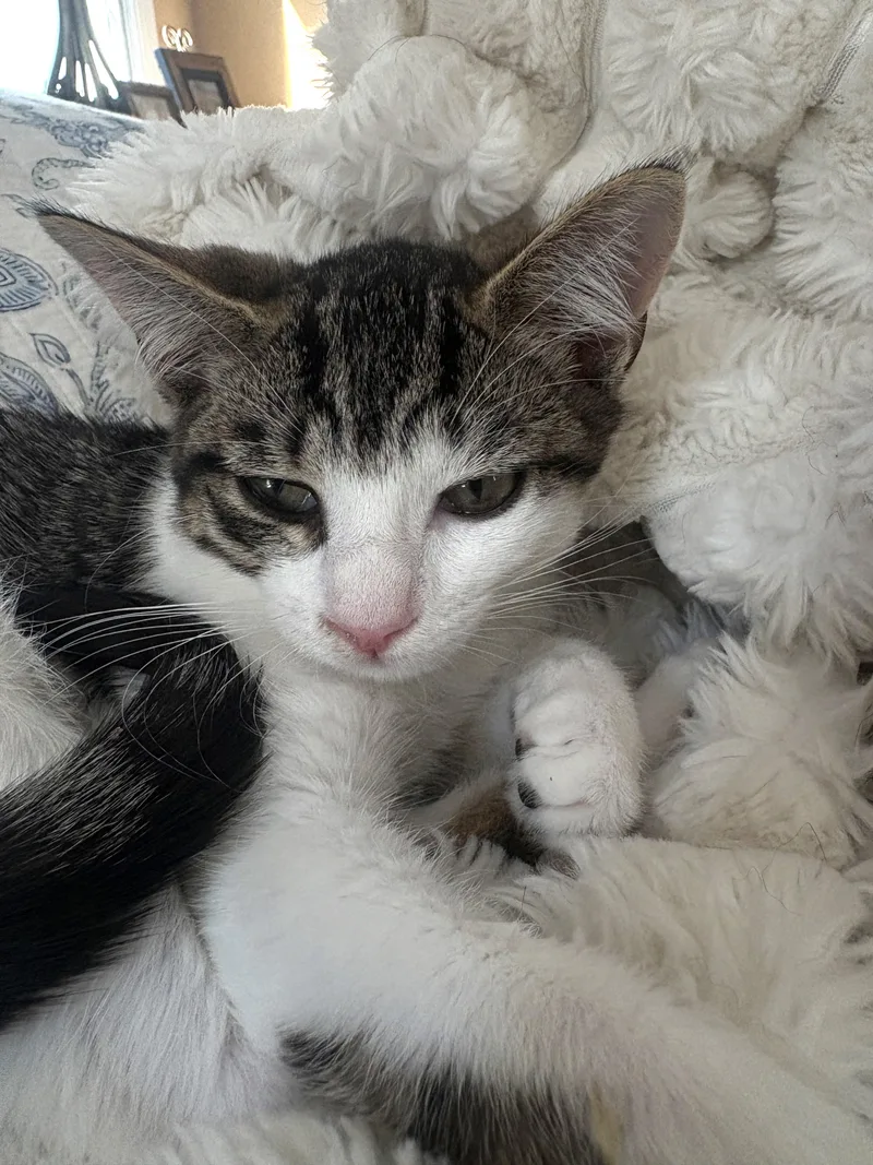 A baby small-sized female Tabby (Brown / Chocolate) Domestic Short Hair cat named Cher for adoption in New York, NY