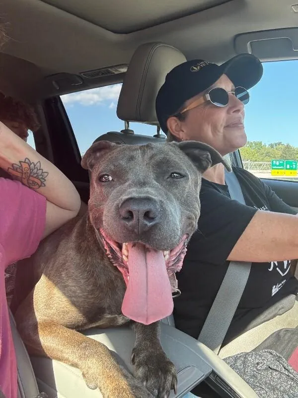 An adult large-sized male Brindle Mixed Breed dog named Diner for adoption in Cincinnati, OH