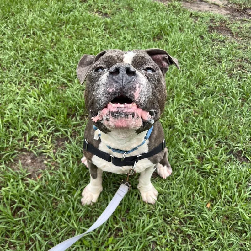 A senior medium-sized male Black Mixed Breed dog named Mr Pickles for adoption in Jacksonville, FL