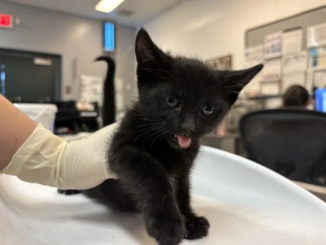 A baby small-sized male Domestic Short Hair cat named Onyx for adoption in Thousand Palms, CA
