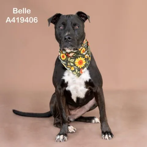 Belle thumbnail 2