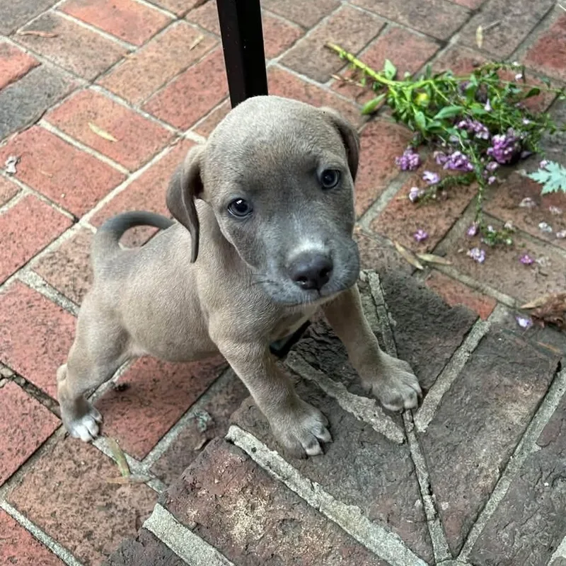 A baby medium-sized female Gray / Blue / Silver Beagle dog named Gracie for adoption in Greensboro, NC